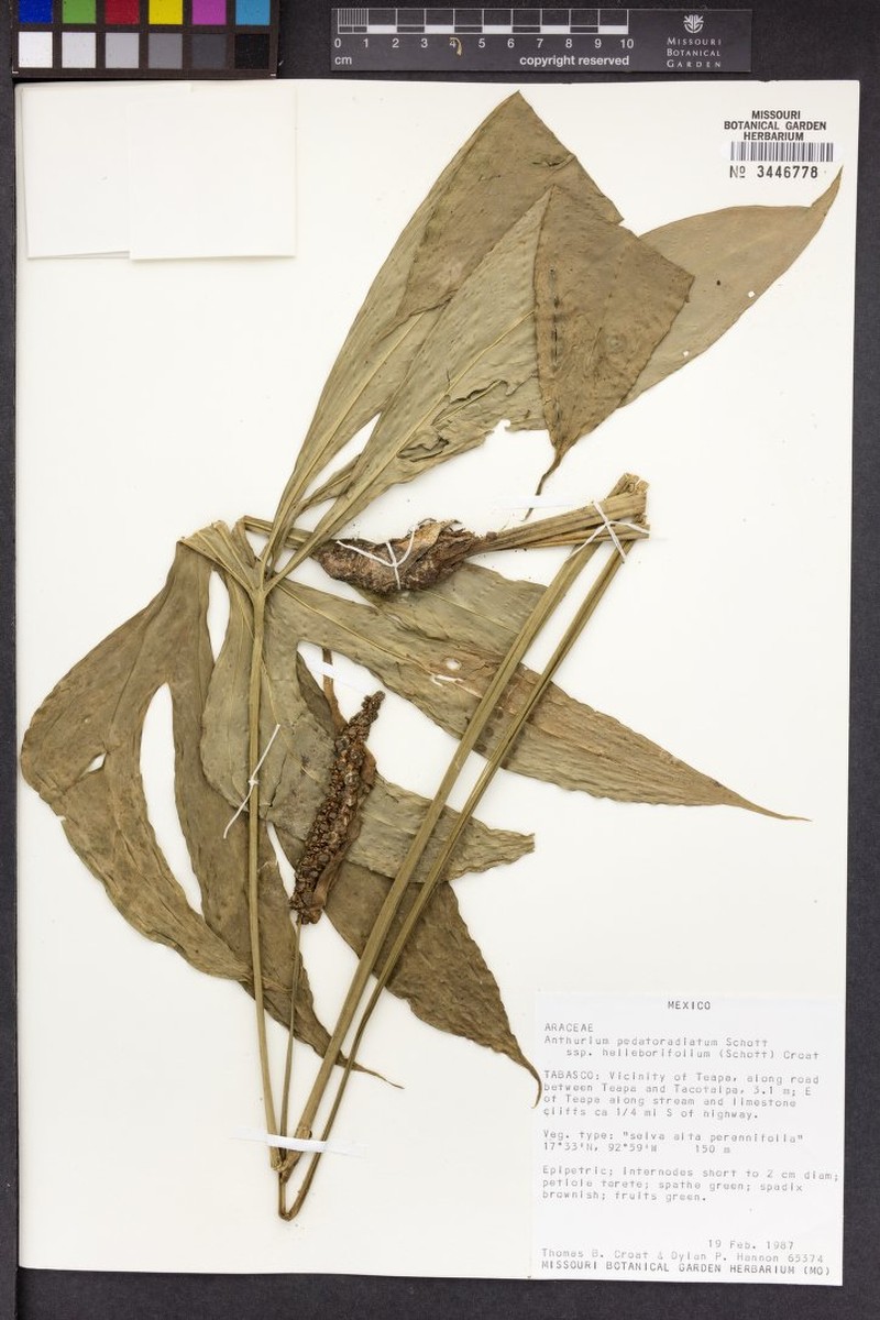Anthurium pedatoradiatum subsp. helleborifolium photo 2
