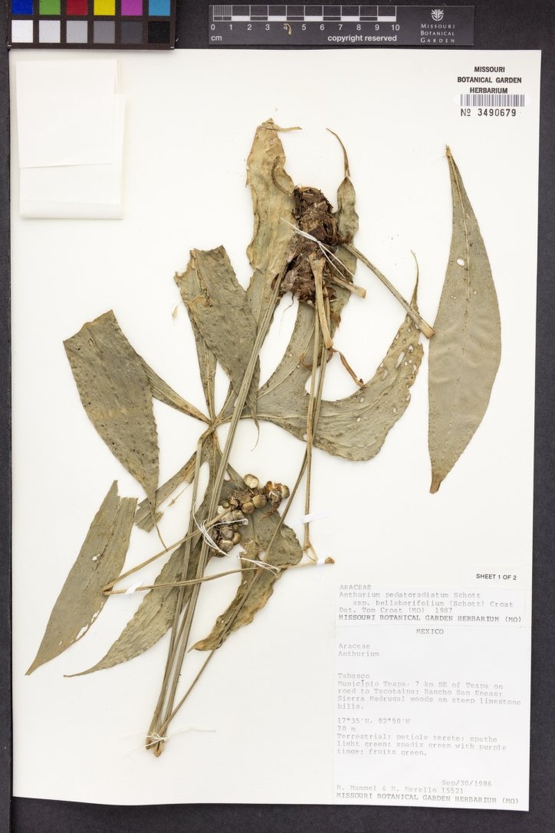 Anthurium pedatoradiatum subsp. helleborifolium photo 3