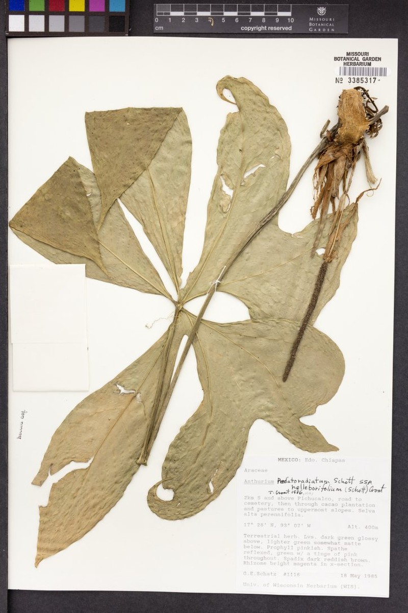 Anthurium pedatoradiatum subsp. helleborifolium photo 4