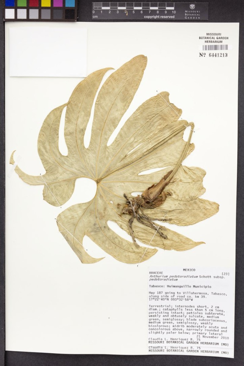 Anthurium pedatoradiatum subsp. pedatoradiatum