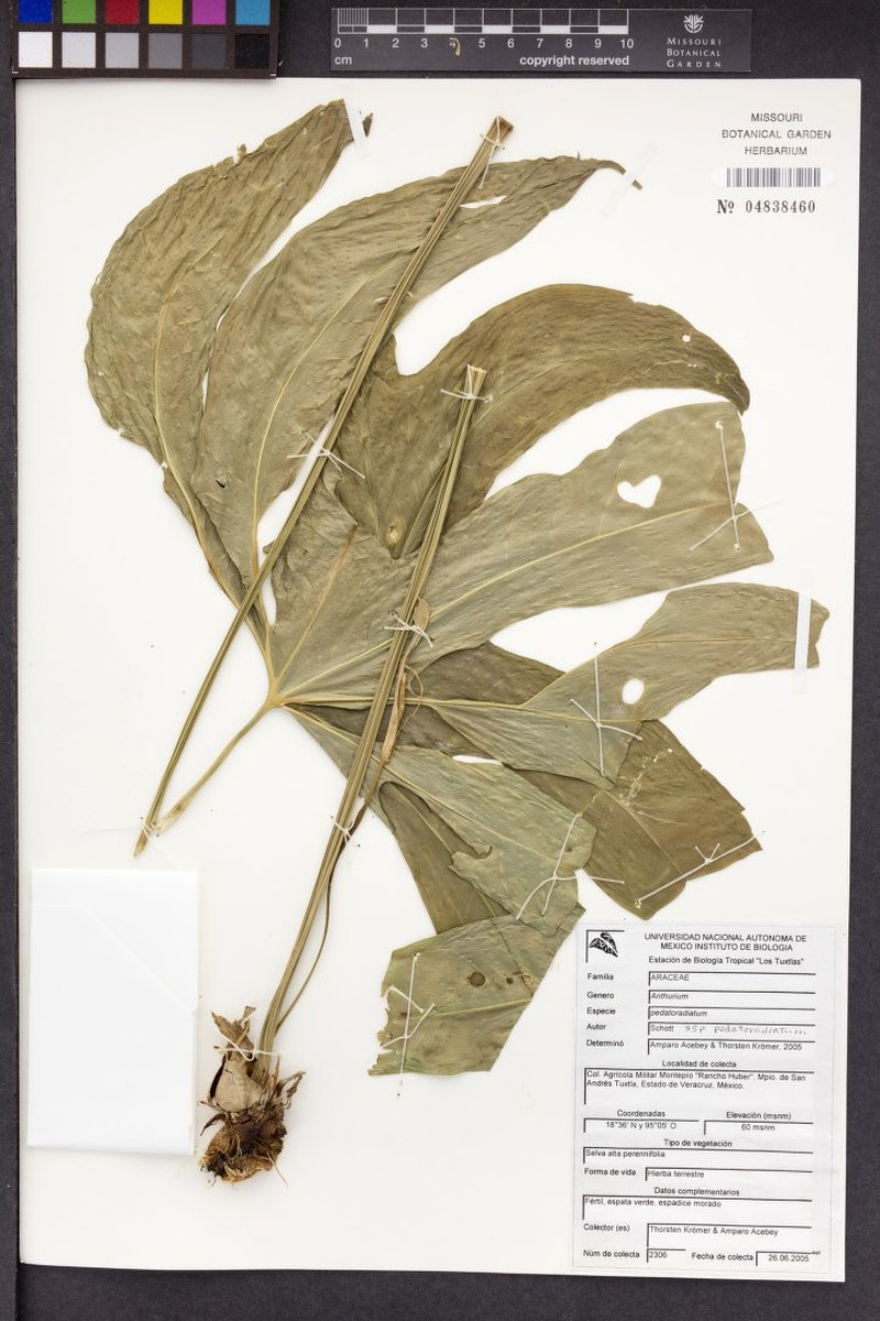 Anthurium pedatoradiatum subsp. pedatoradiatum photo 2
