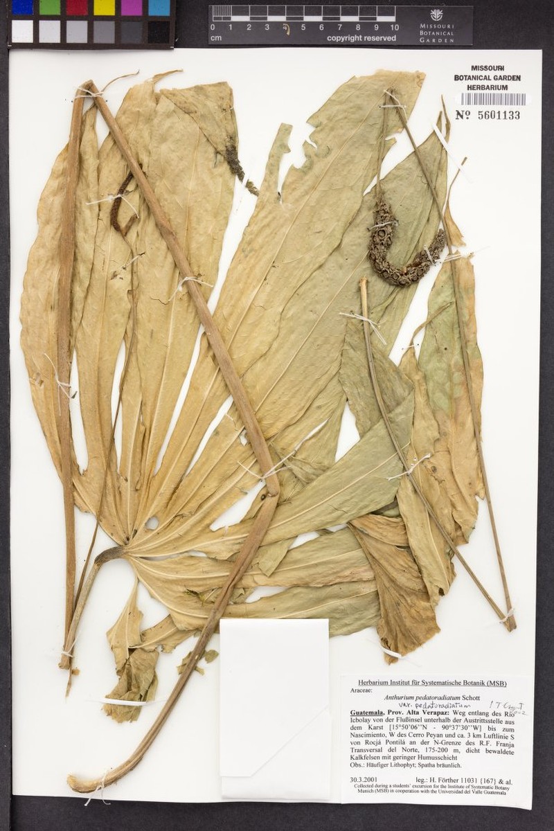 Anthurium pedatoradiatum subsp. pedatoradiatum photo 3