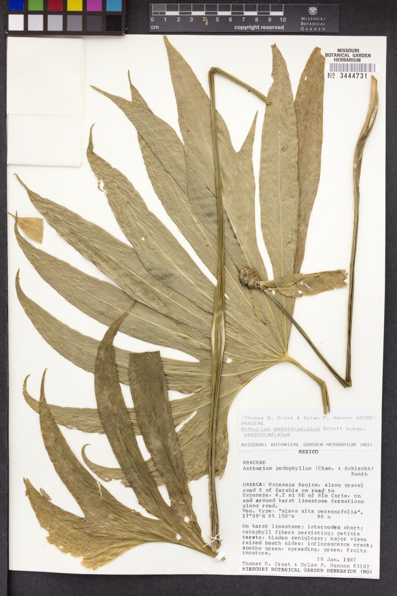 Anthurium pedatoradiatum subsp. pedatoradiatum photo 4