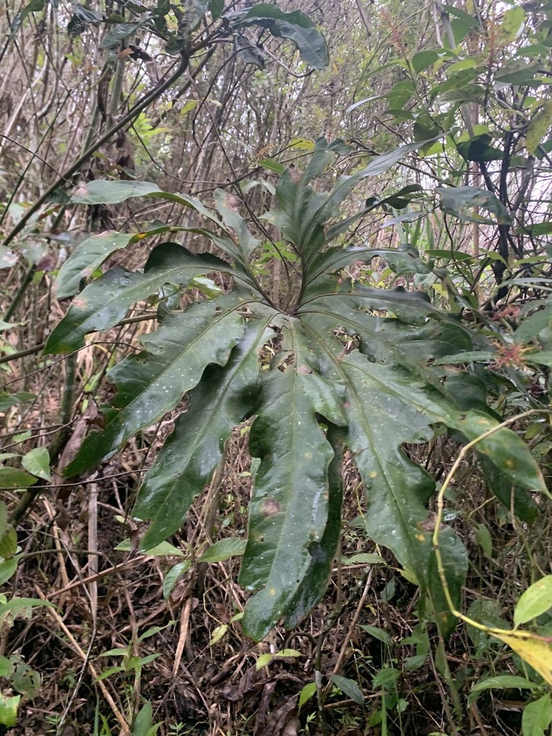 Anthurium pedatum