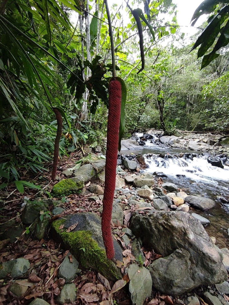 Anthurium pedatum photo 3
