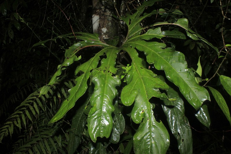 Anthurium pedatum photo 4