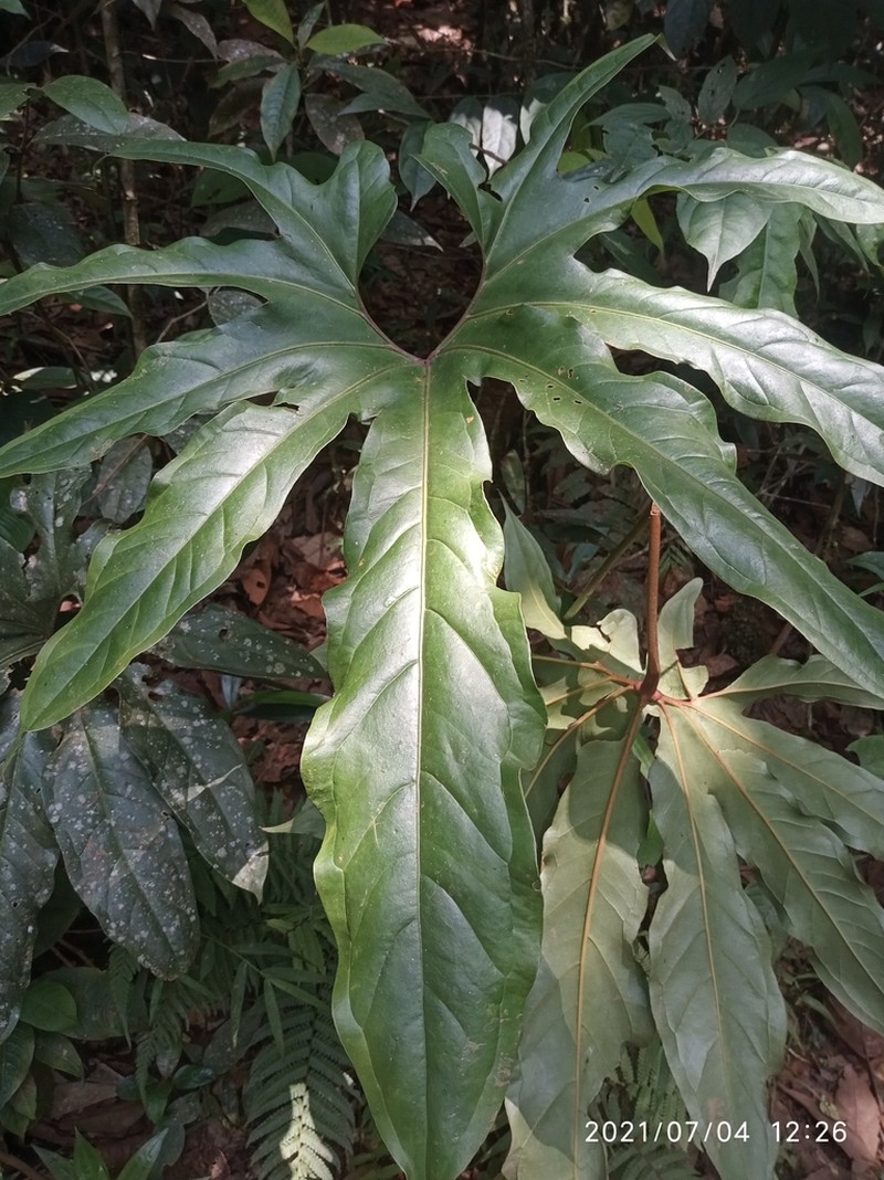 Anthurium pedatum photo 5
