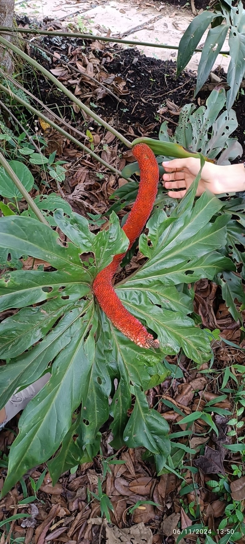 Anthurium pedatum photo 6