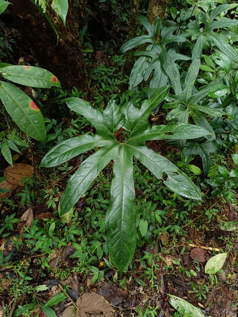 Anthurium pedatum photo 8