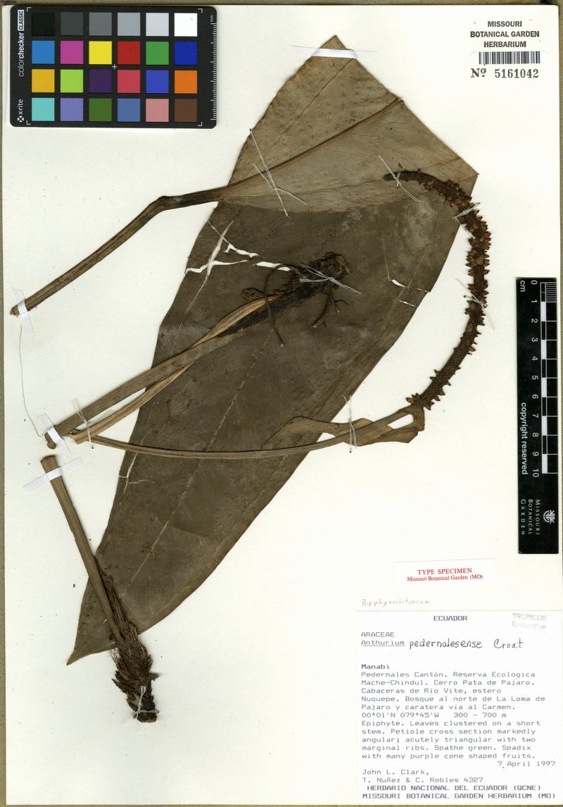 Anthurium pedernalense