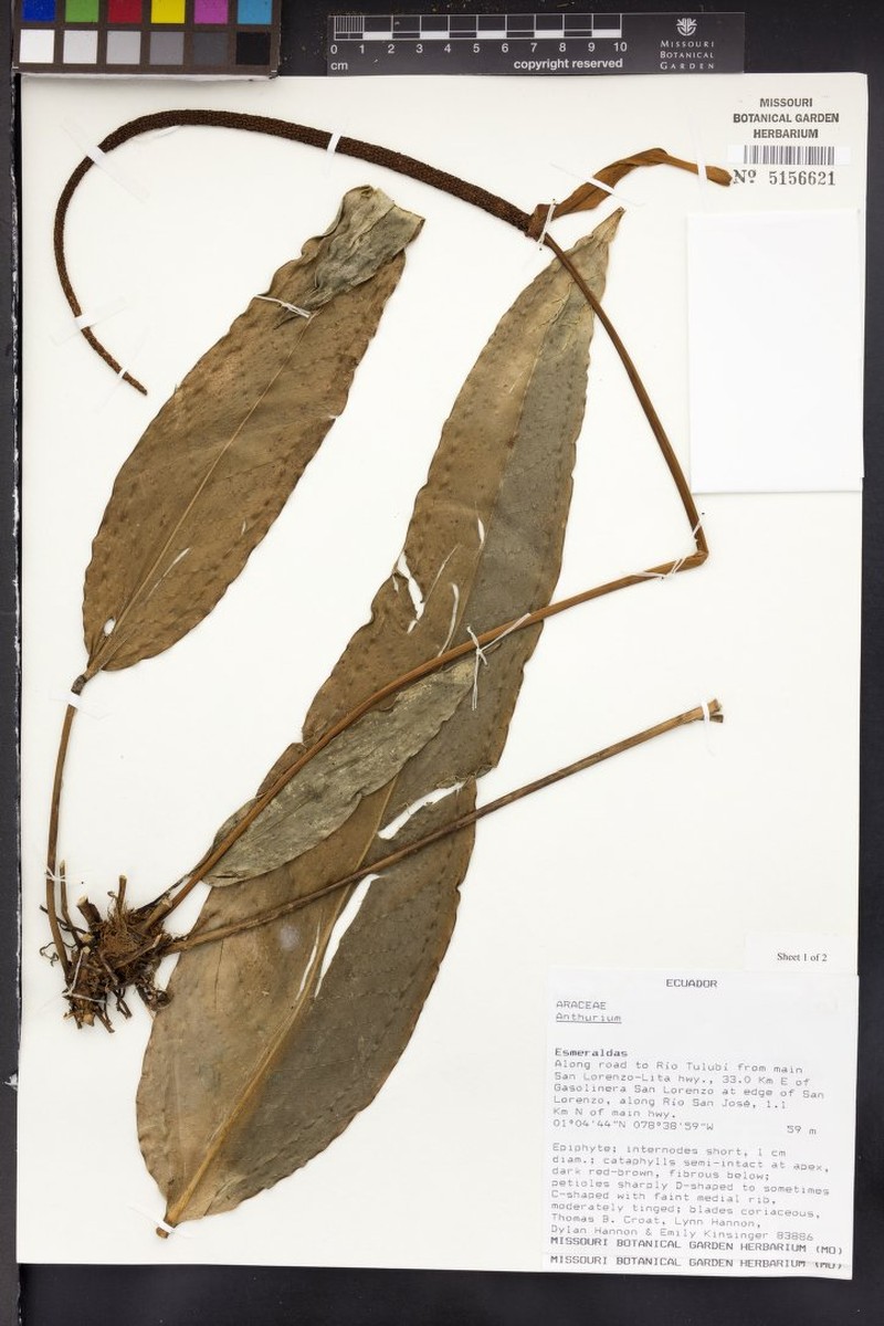 Anthurium pedunculare