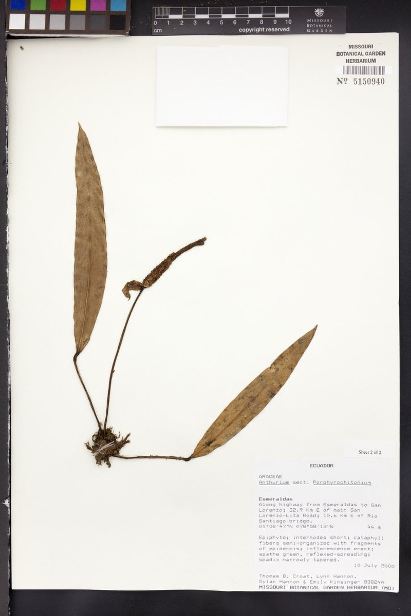 Anthurium pedunculare photo 2