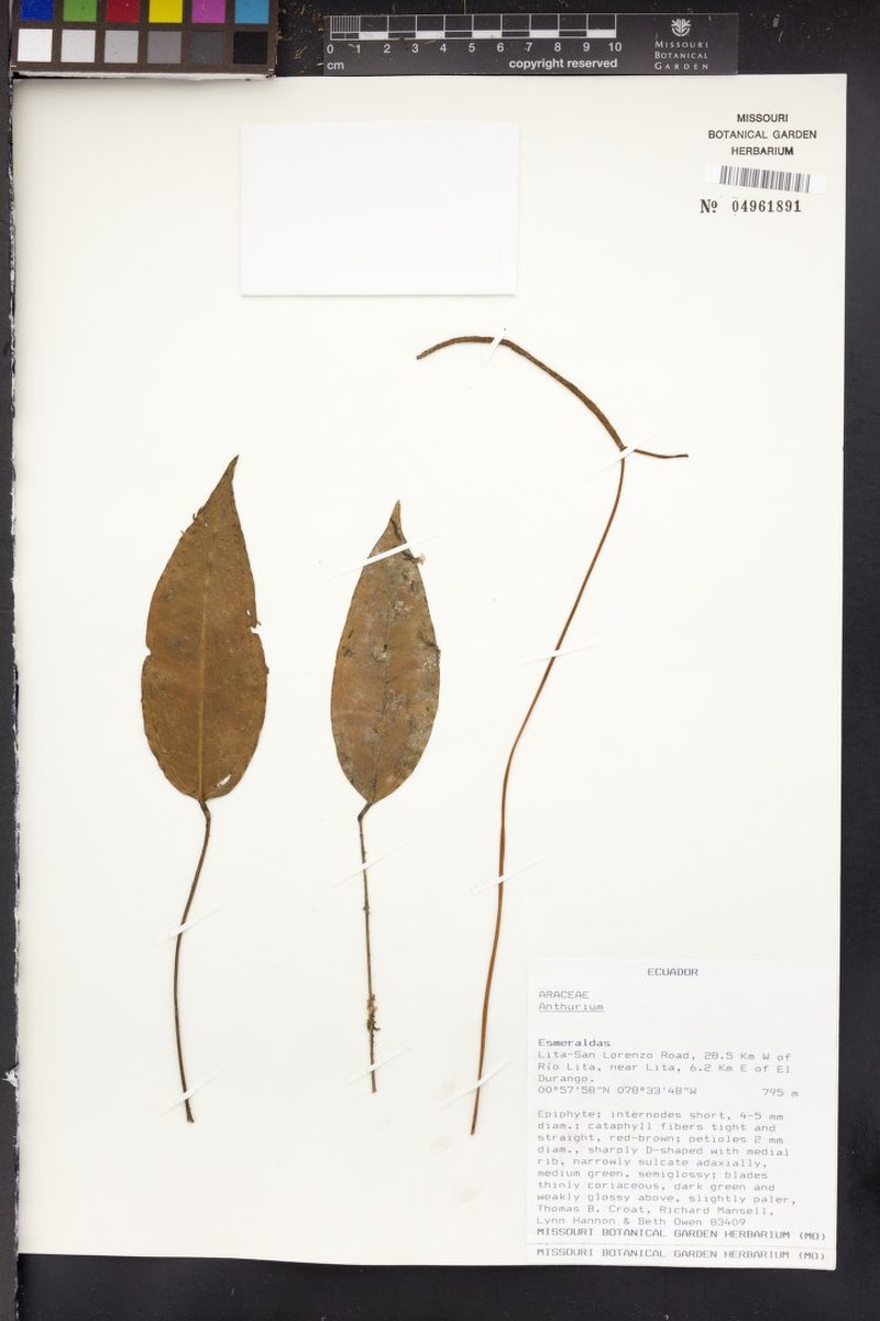 Anthurium pedunculare photo 3