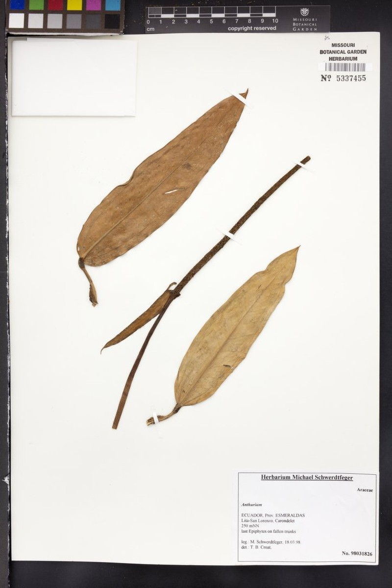 Anthurium pedunculare photo 4