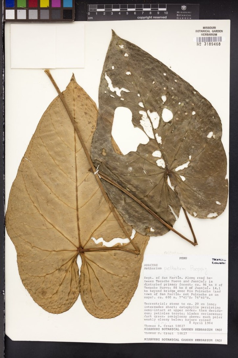 Anthurium peltatum photo 6