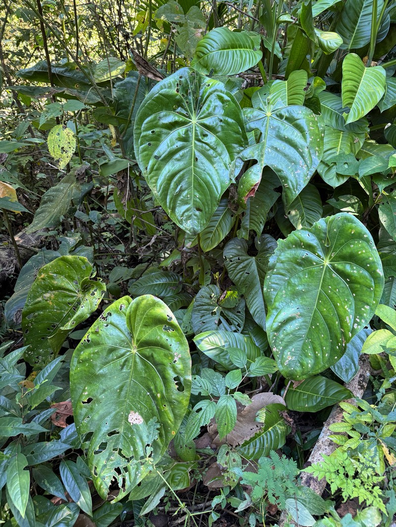 Anthurium peltatum photo 2