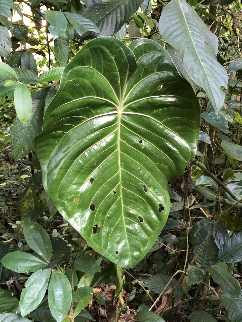 Anthurium peltatum photo 4