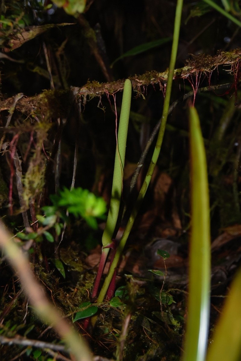 Anthurium peltigerum
