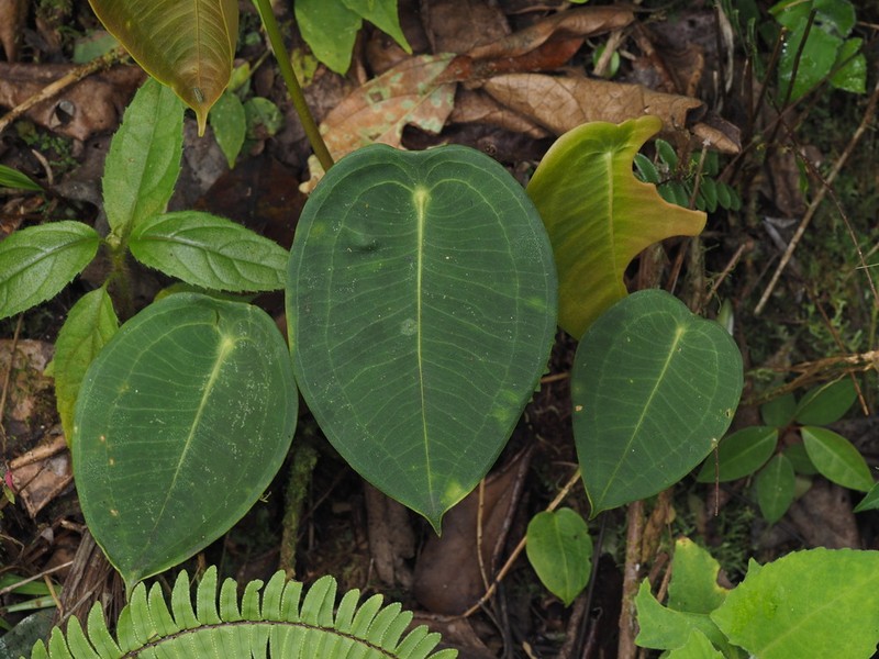 Anthurium peltigerum photo 2