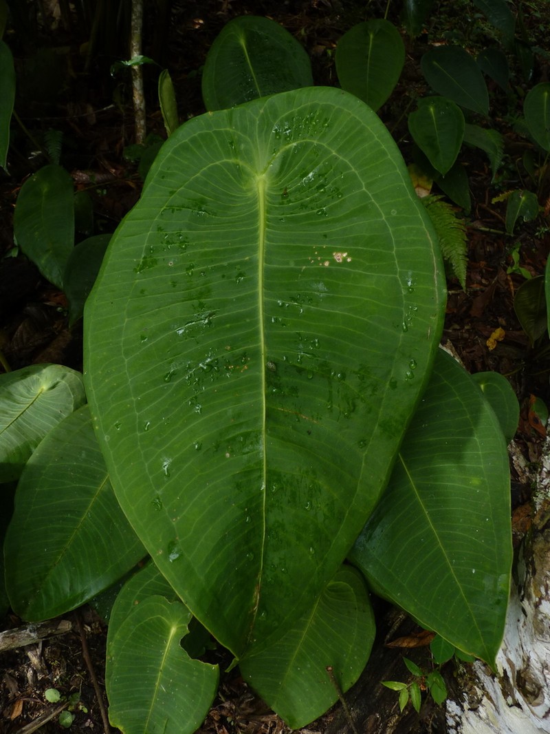 Anthurium peltigerum photo 3
