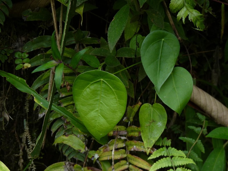 Anthurium peltigerum photo 4