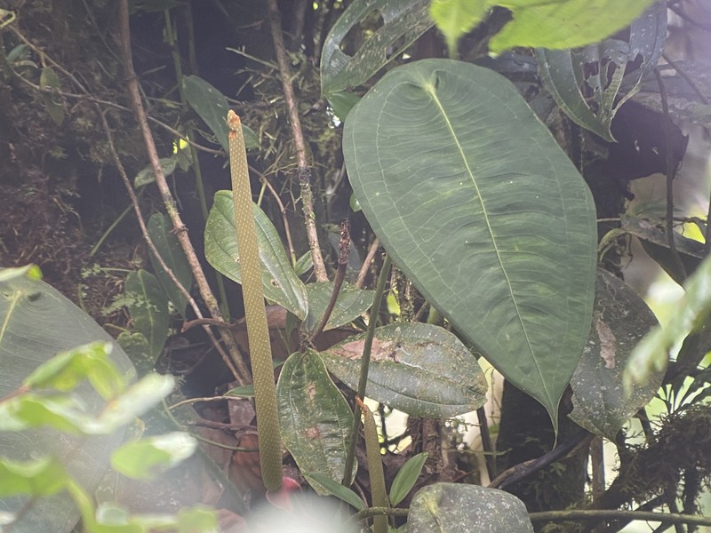 Anthurium peltigerum photo 7