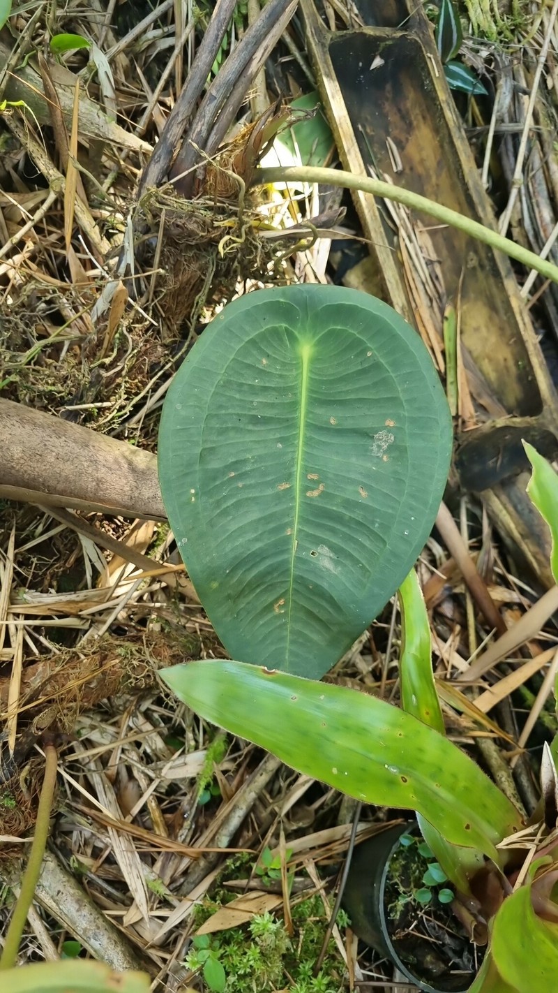 Anthurium peltigerum photo 8