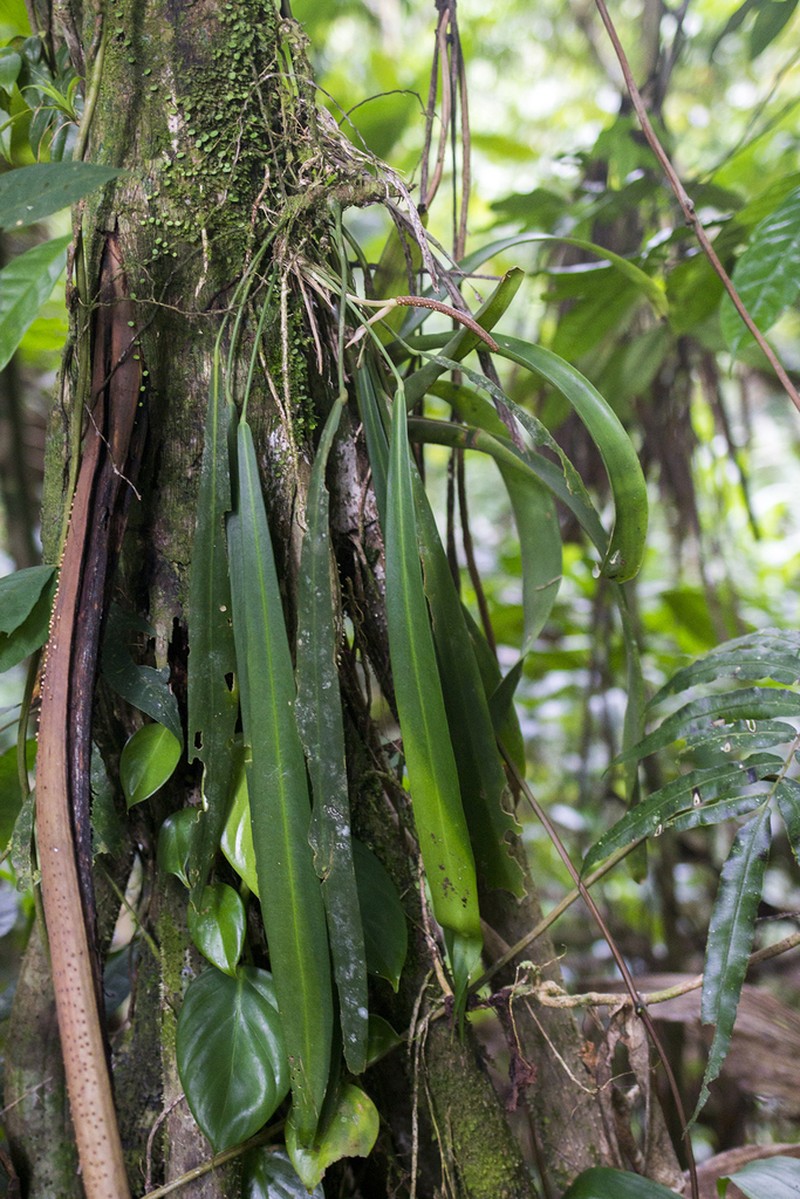Anthurium pendens