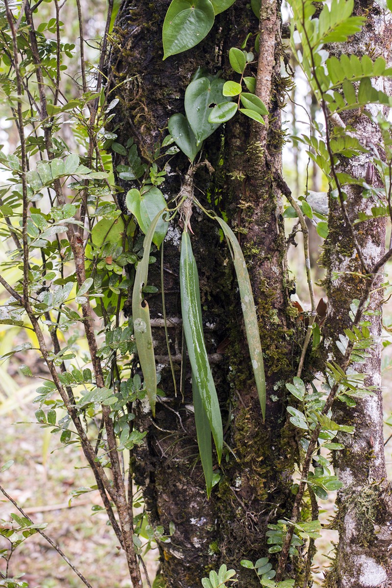 Anthurium pendens photo 2