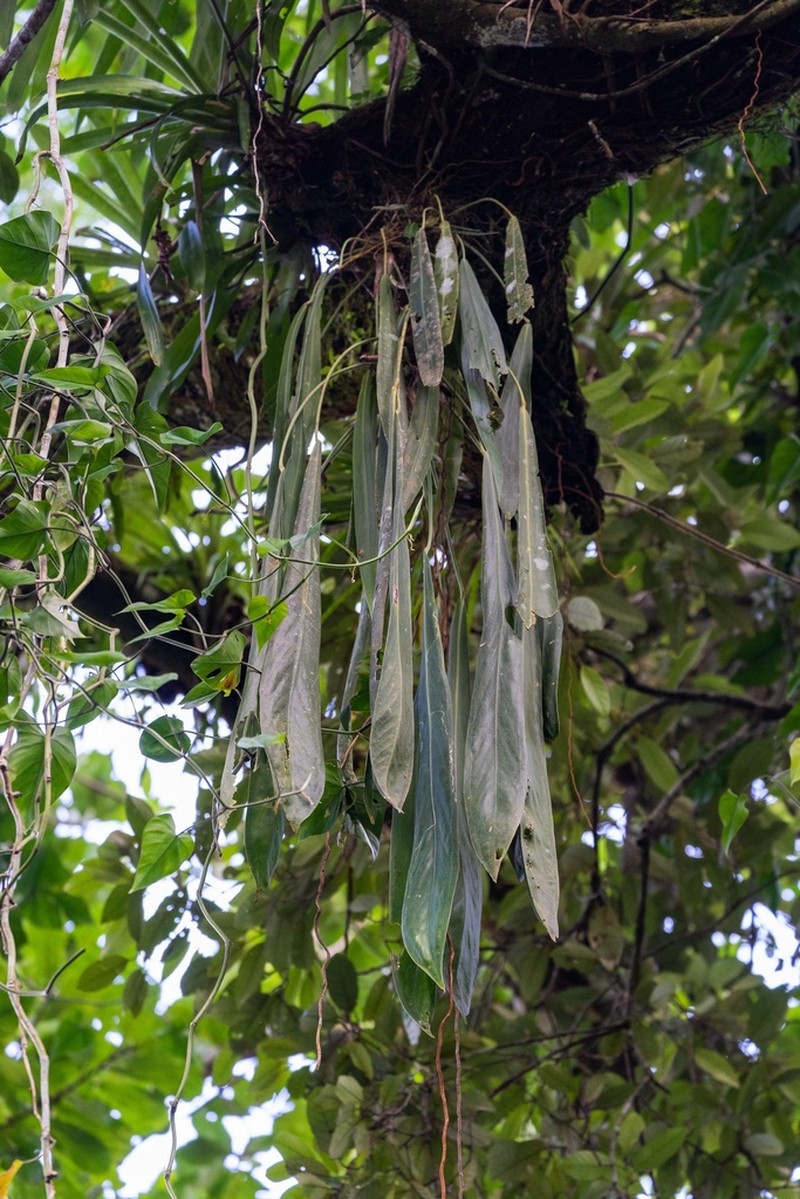 Anthurium pendens photo 5