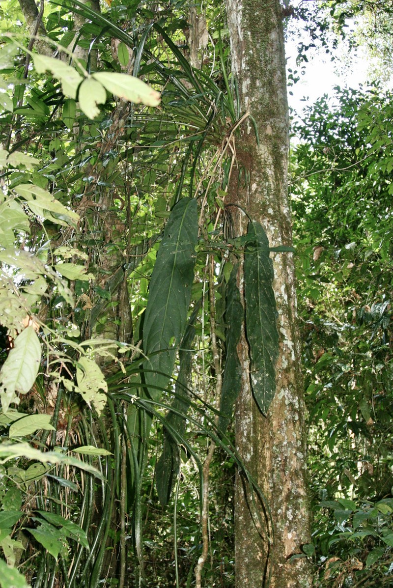 Anthurium pendulifolium