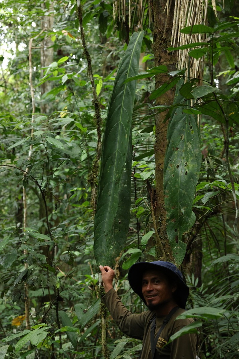 Anthurium pendulifolium photo 2