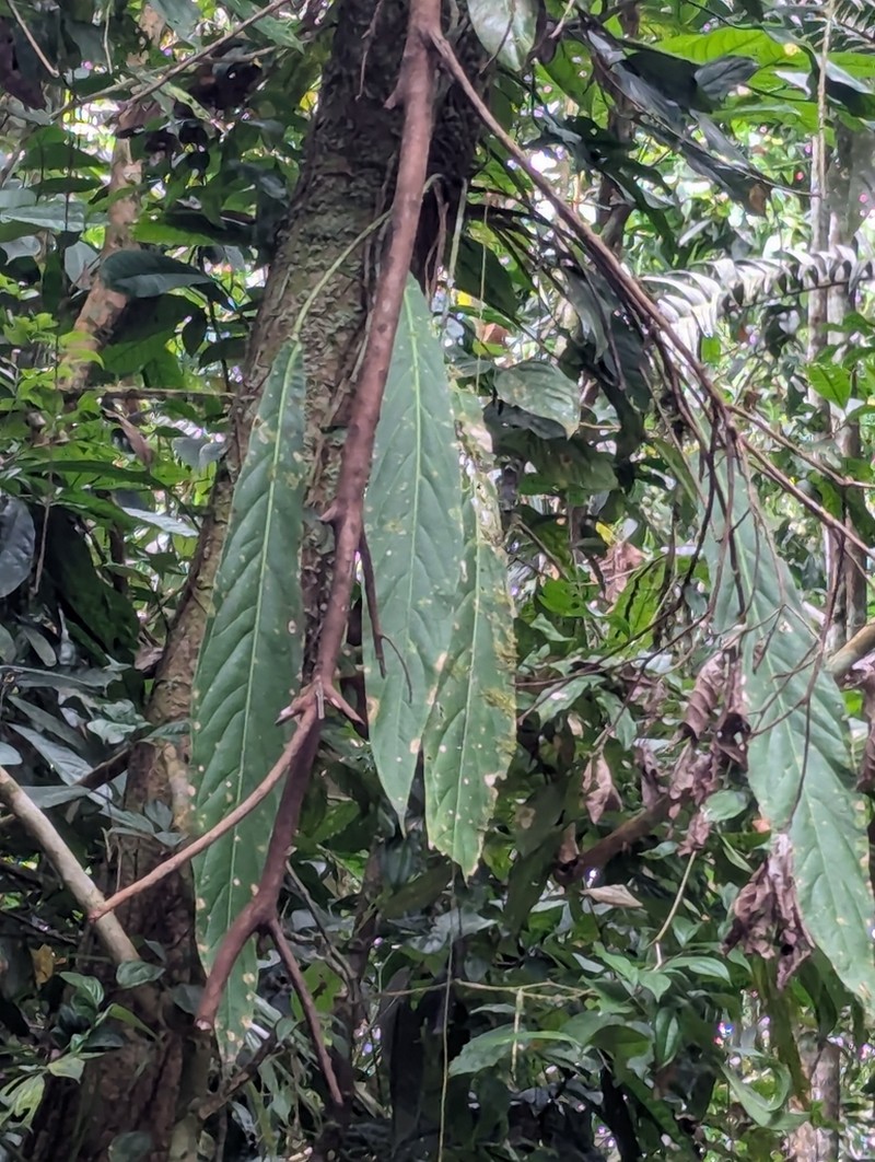 Anthurium pendulifolium photo 3