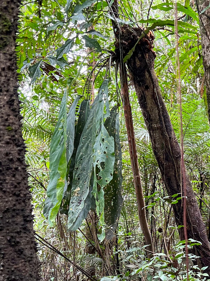 Anthurium pendulifolium photo 5