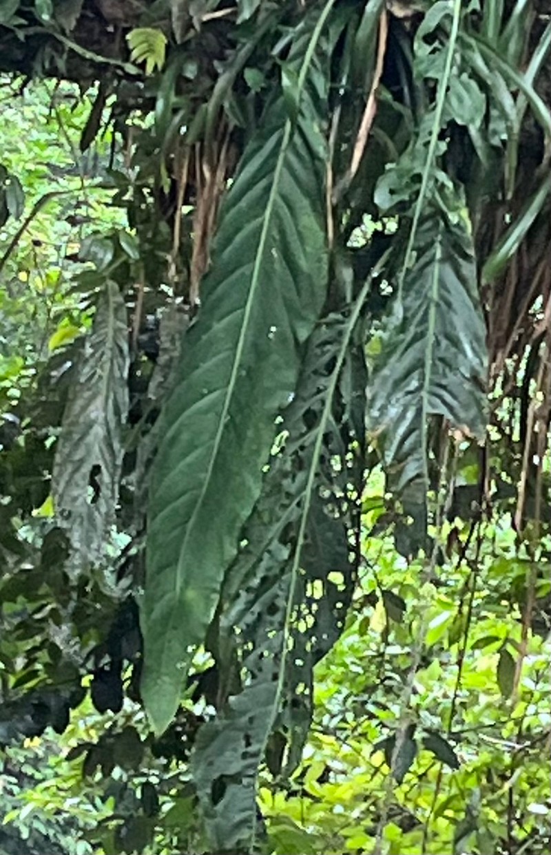 Anthurium pendulifolium photo 7