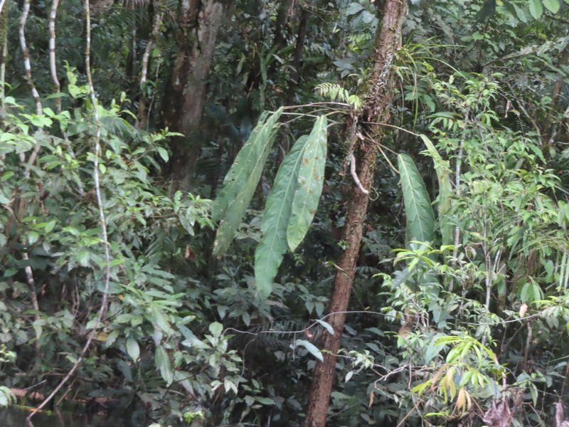 Anthurium pendulifolium photo 8