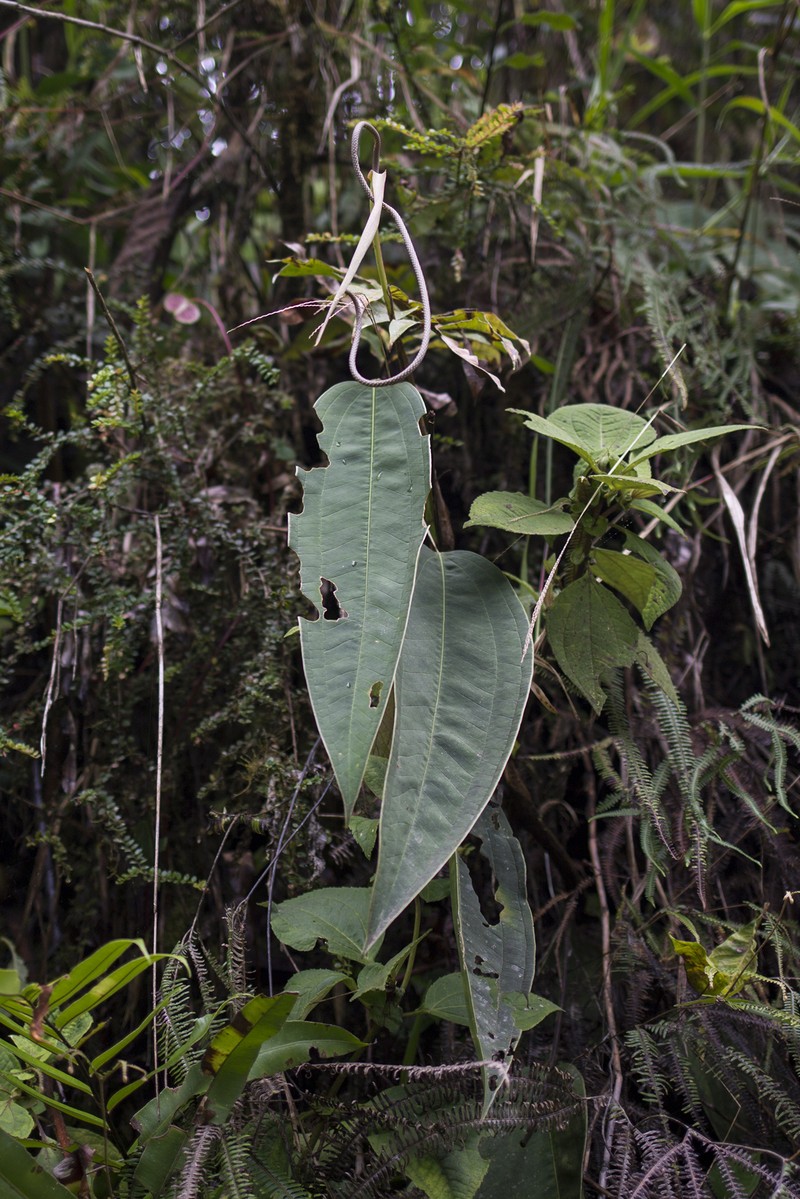 Anthurium pendulispadix photo 2