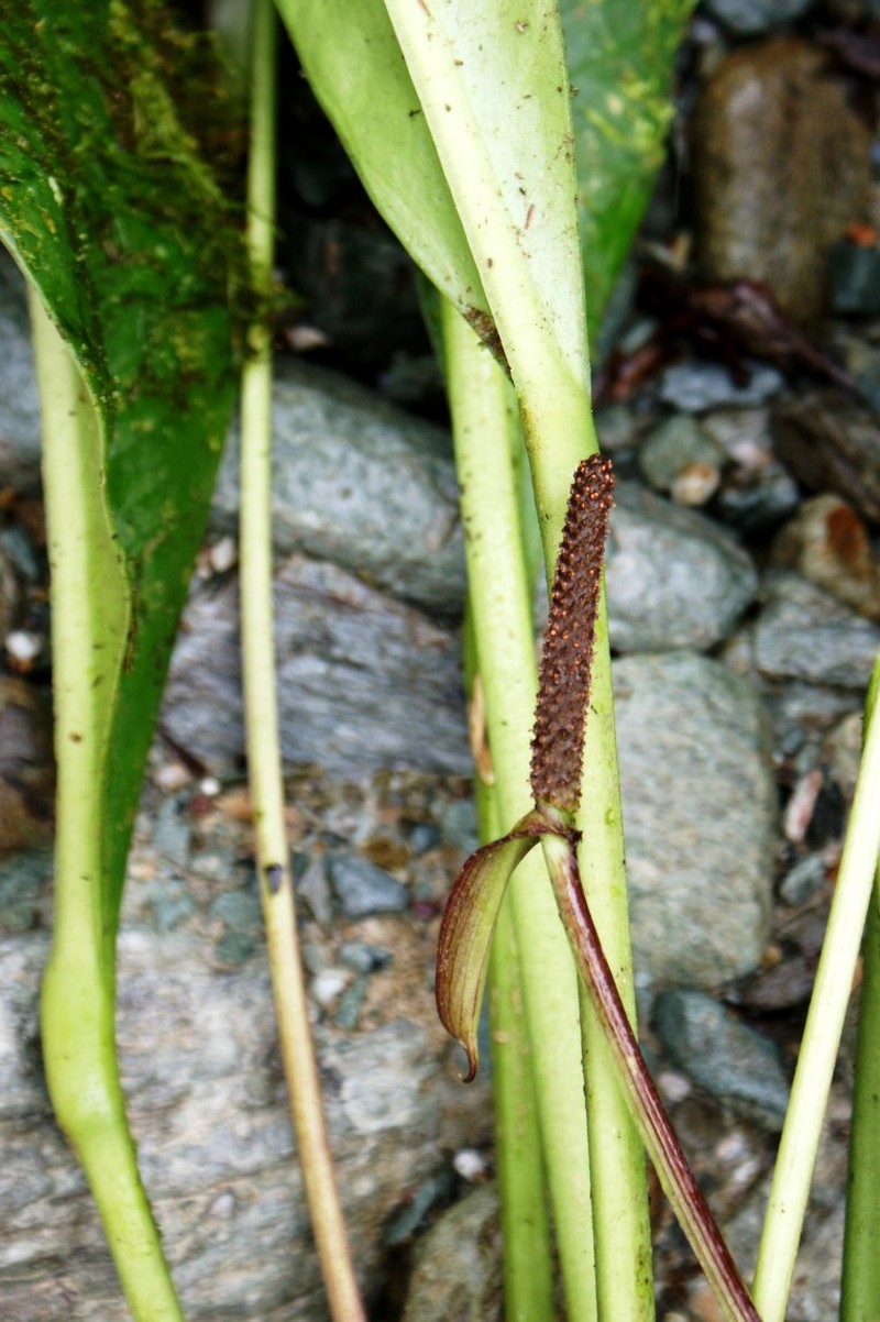 Anthurium penningtonii