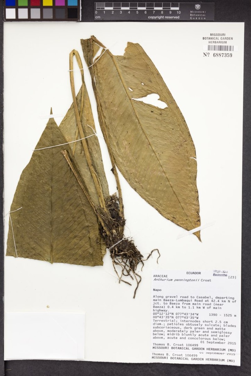 Anthurium penningtonii photo 2