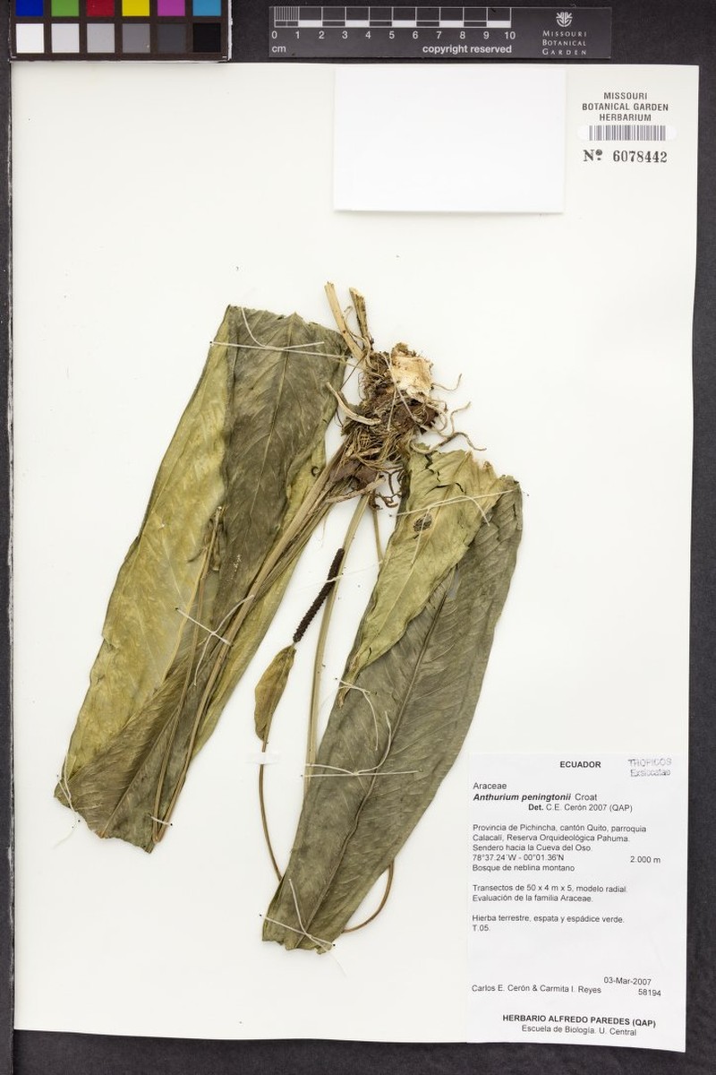 Anthurium penningtonii photo 3
