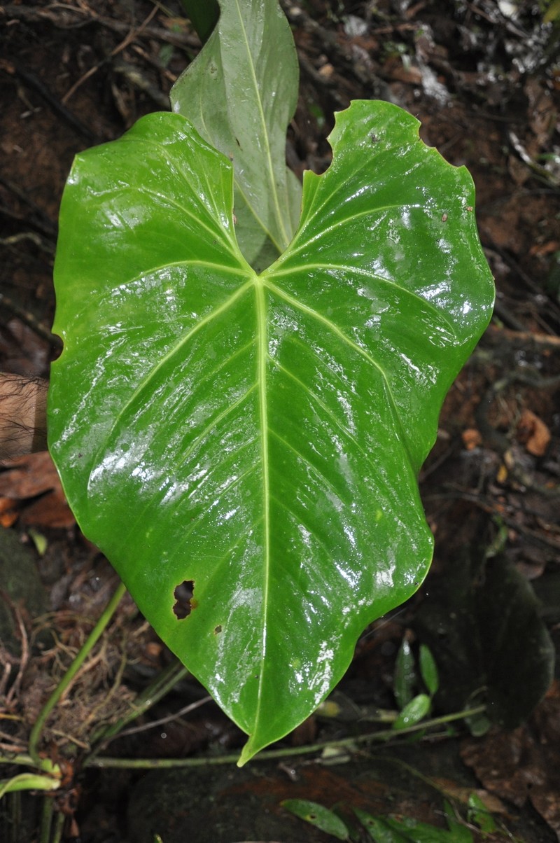 Anthurium penonomense photo 2