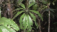 Anthurium pentaphyllum