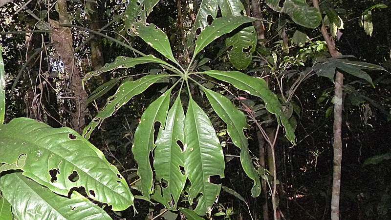 Anthurium pentaphyllum