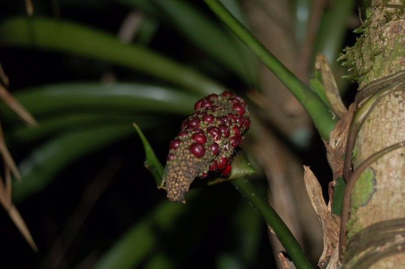 Anthurium pentaphyllum photo 2