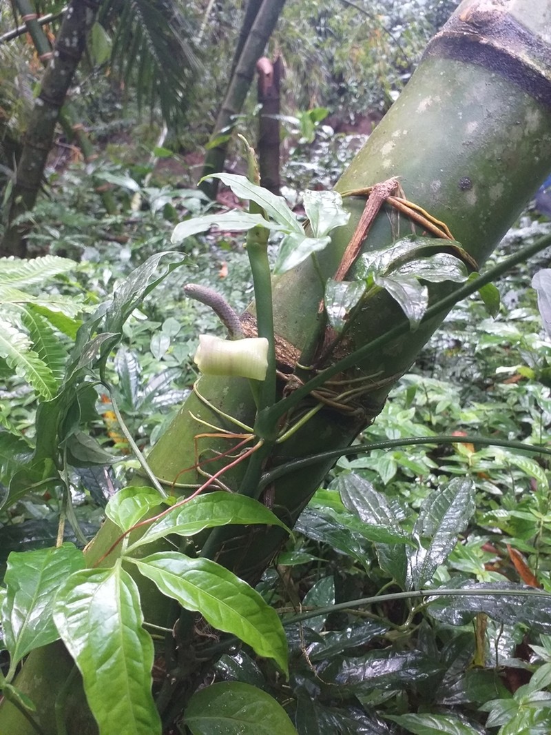 Anthurium pentaphyllum photo 3