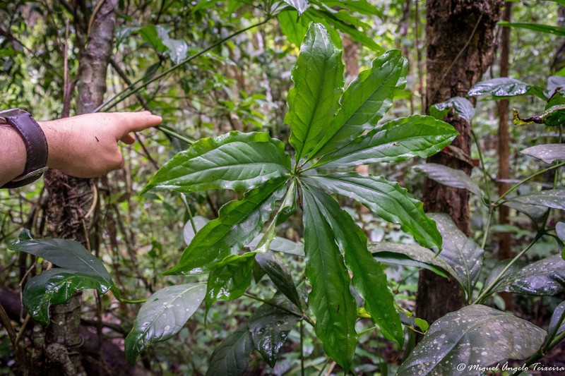 Anthurium pentaphyllum photo 4