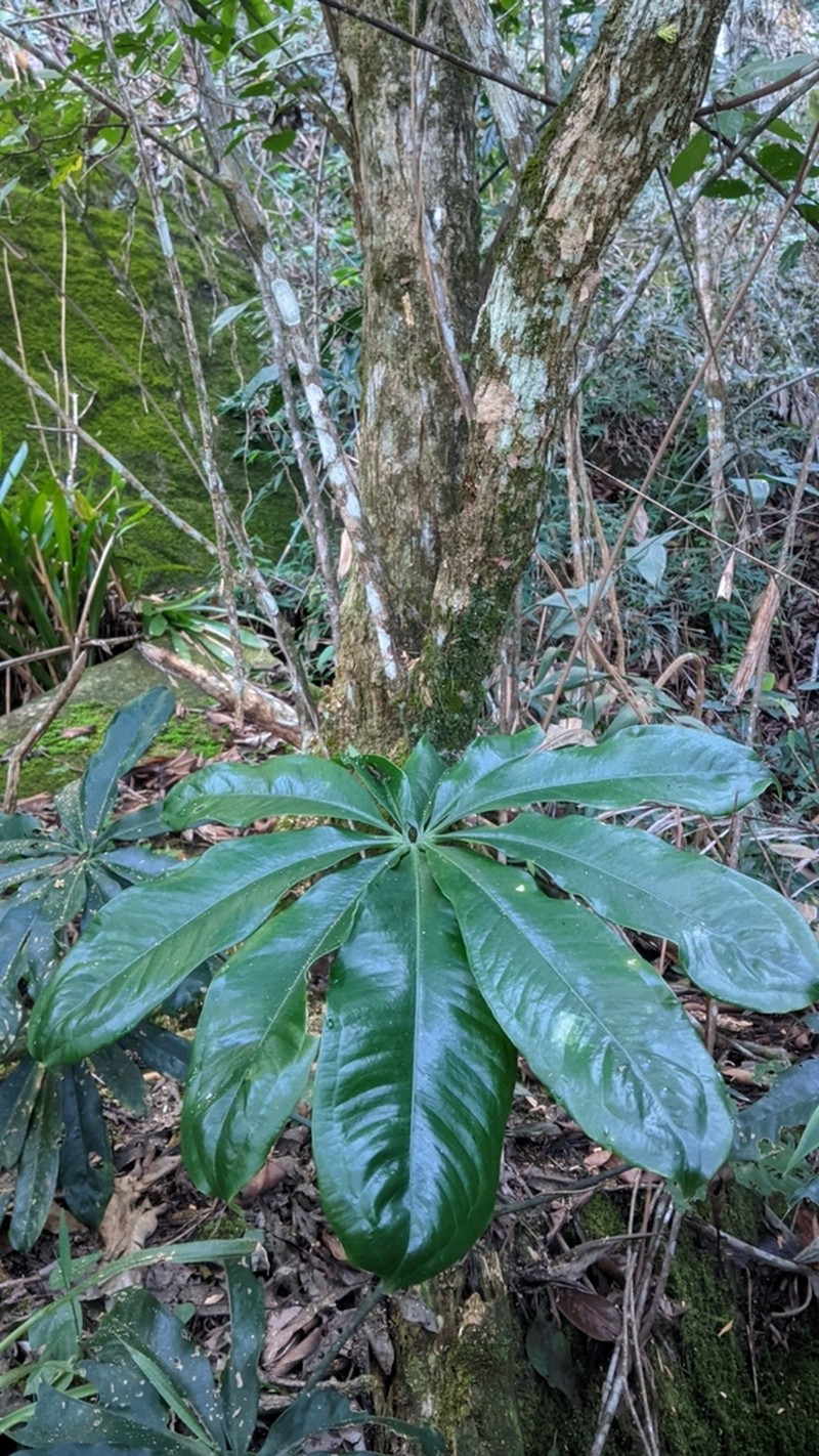 Anthurium pentaphyllum photo 5