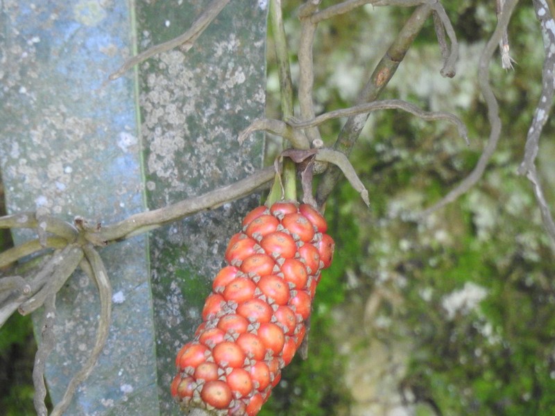 Anthurium pentaphyllum photo 6