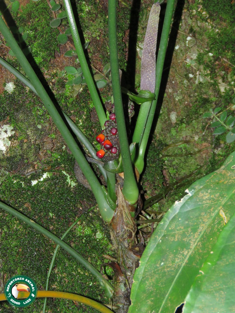 Anthurium pentaphyllum photo 7