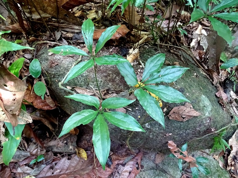 Anthurium pentaphyllum var. bombacifolium